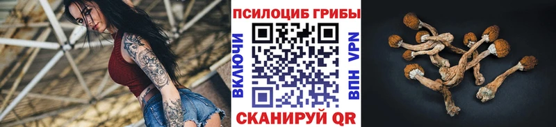 дарк нет клад  Теберда  Галлюциногенные грибы Psilocybe  MEGA  